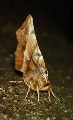 Early Thorn